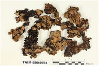 藏品(黃袋梅衣)的圖片